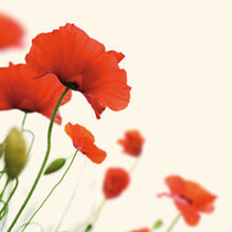 Mohn