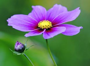 Cosmea Blüte Symbolbild Blüte - Therapie Hochsensibilität